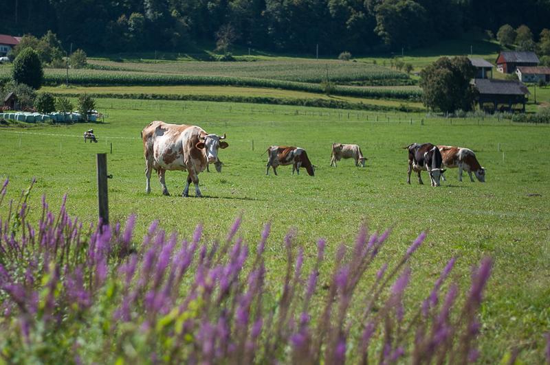 Farm Stay Kramer Bistrica ob Sotli ภายนอก รูปภาพ